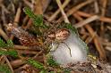 Phylloneta_impressum_D7484_Z_90_NP De Hoge Veluwe_Nederland